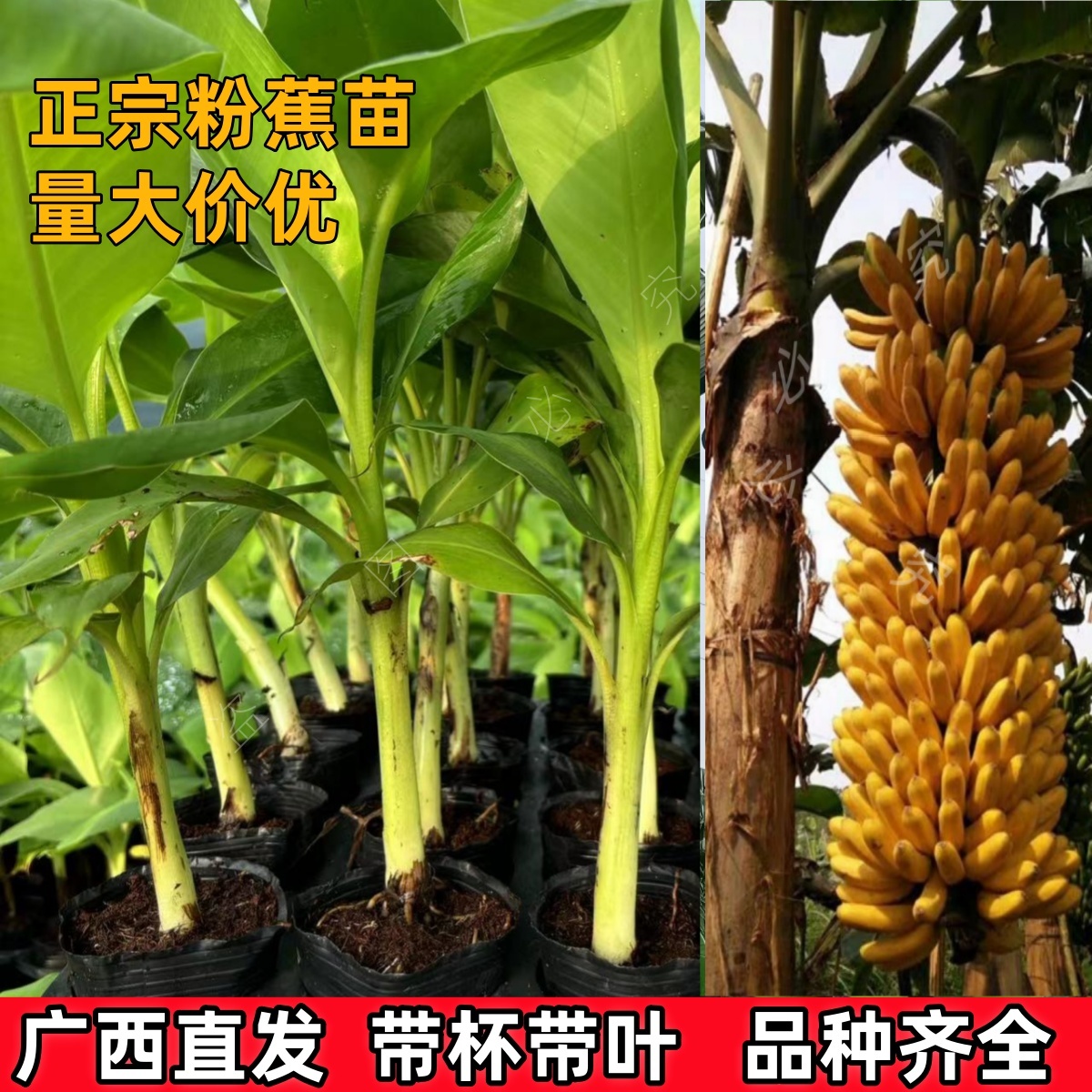果树矮化香蕉树苗粉蕉苗南方美人蕉中蕉9号芭蕉树香蕉苗小米蕉