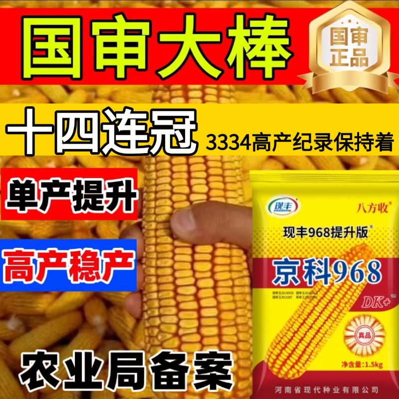 国审高产玉米种正品京科968高产稳产南北通种