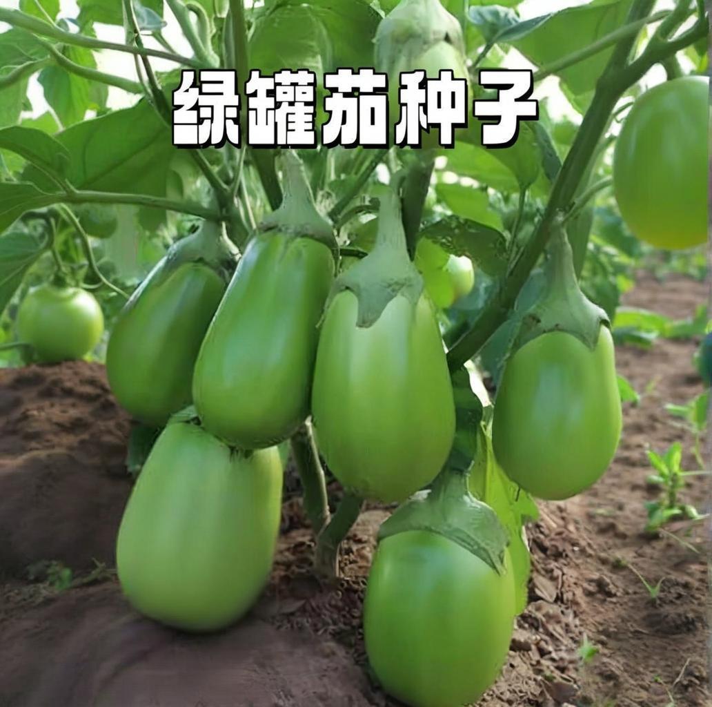 【绿冠茄种子】家庭阳台小院四季种植盆栽地栽易种易活