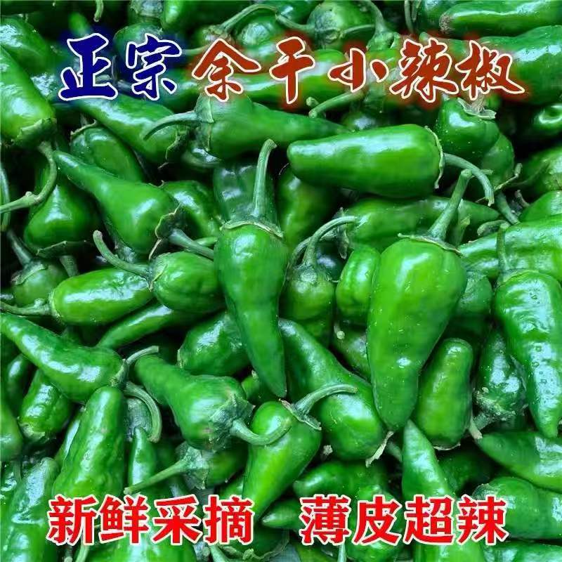 超辣余干辣椒新鲜蔬菜露天皱皮青椒薄皮小米椒正宗爆辣农家土辣椒