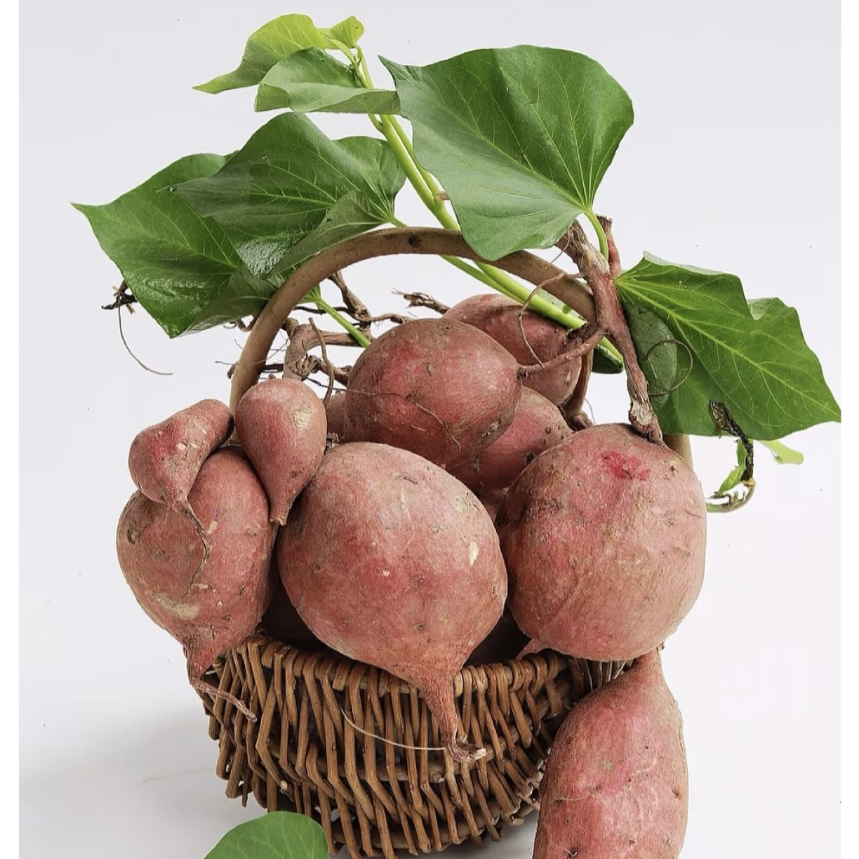 新鲜现挖软糯香甜红皮白肉老品种农家自种