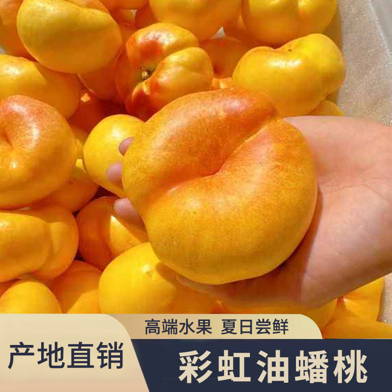 【油蟠桃】黄金彩虹油蟠桃新鲜应季水果皮薄甜嫩多汁现摘现发