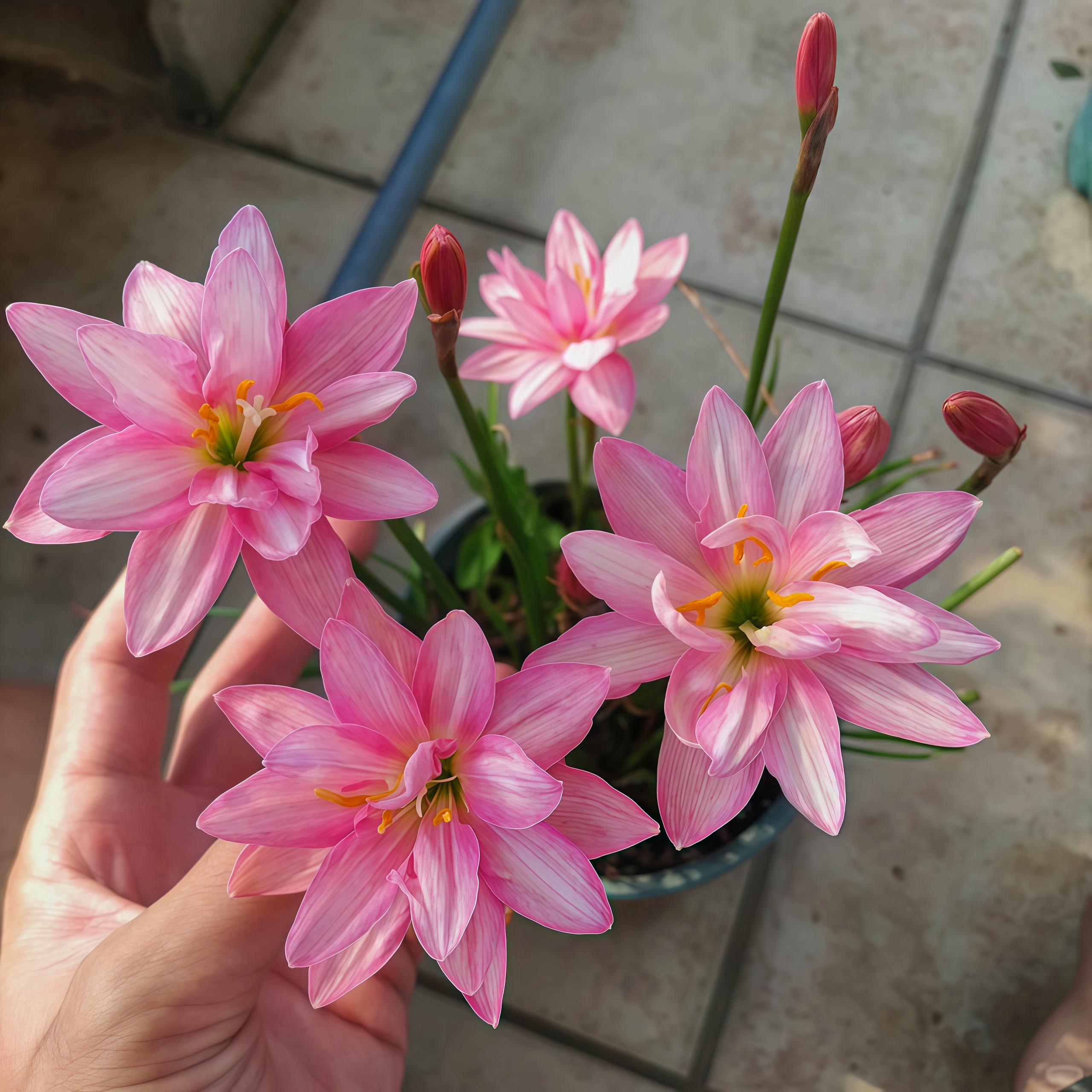 忠诚的魅力风雨兰种球重瓣清香型四季开花【特价】阳台盆栽耐热耐寒