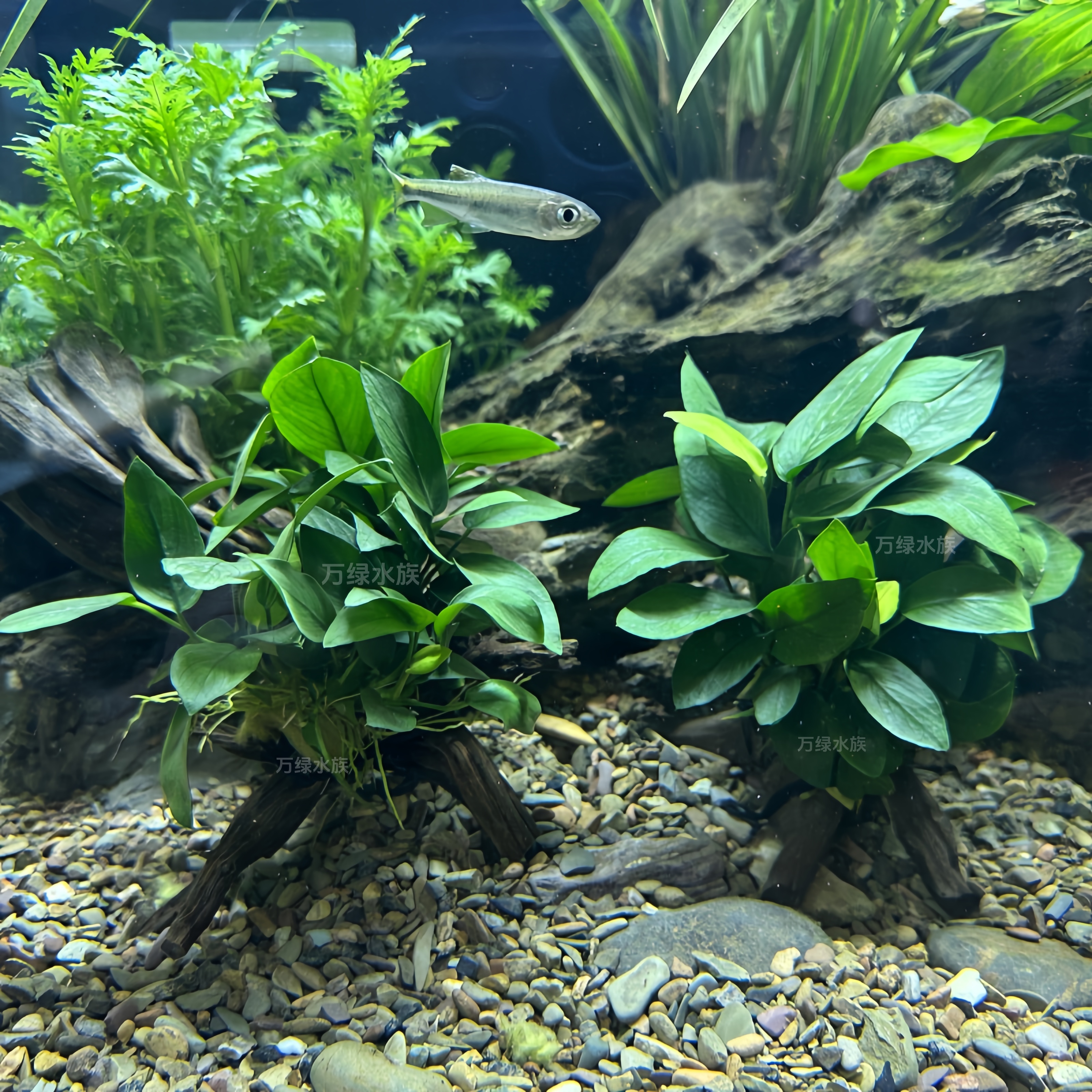 懒人鱼缸造景易养孔雀水榕沉木活体水草淡水植物入缸成景无需底砂