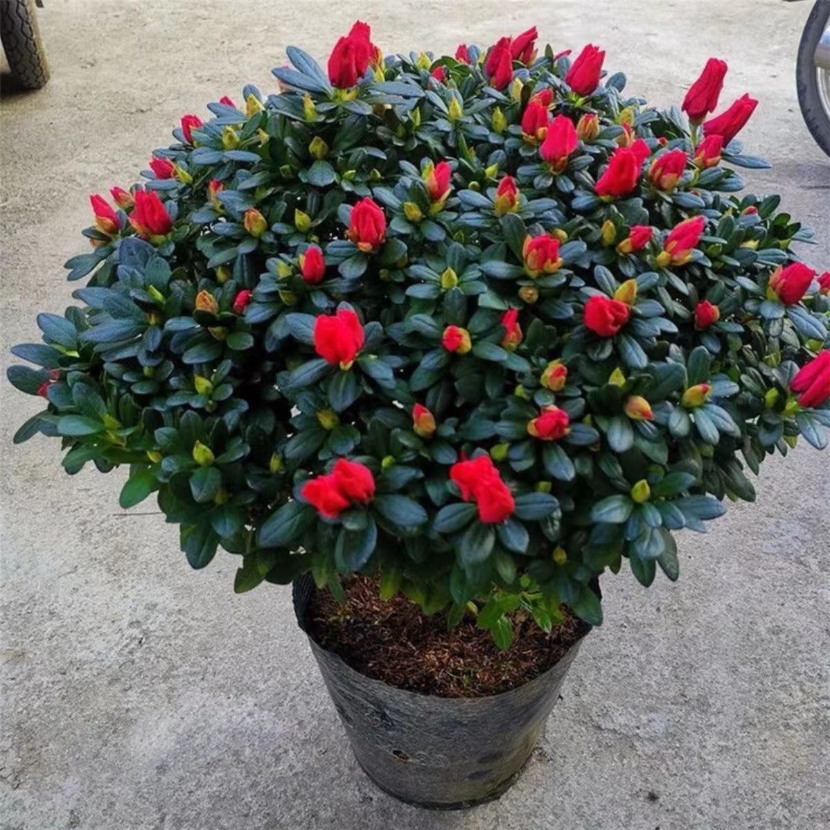 四季开花带花苞特大红杜鹃花盆栽好养庭院阳台耐寒绿植带花苞杜鹃