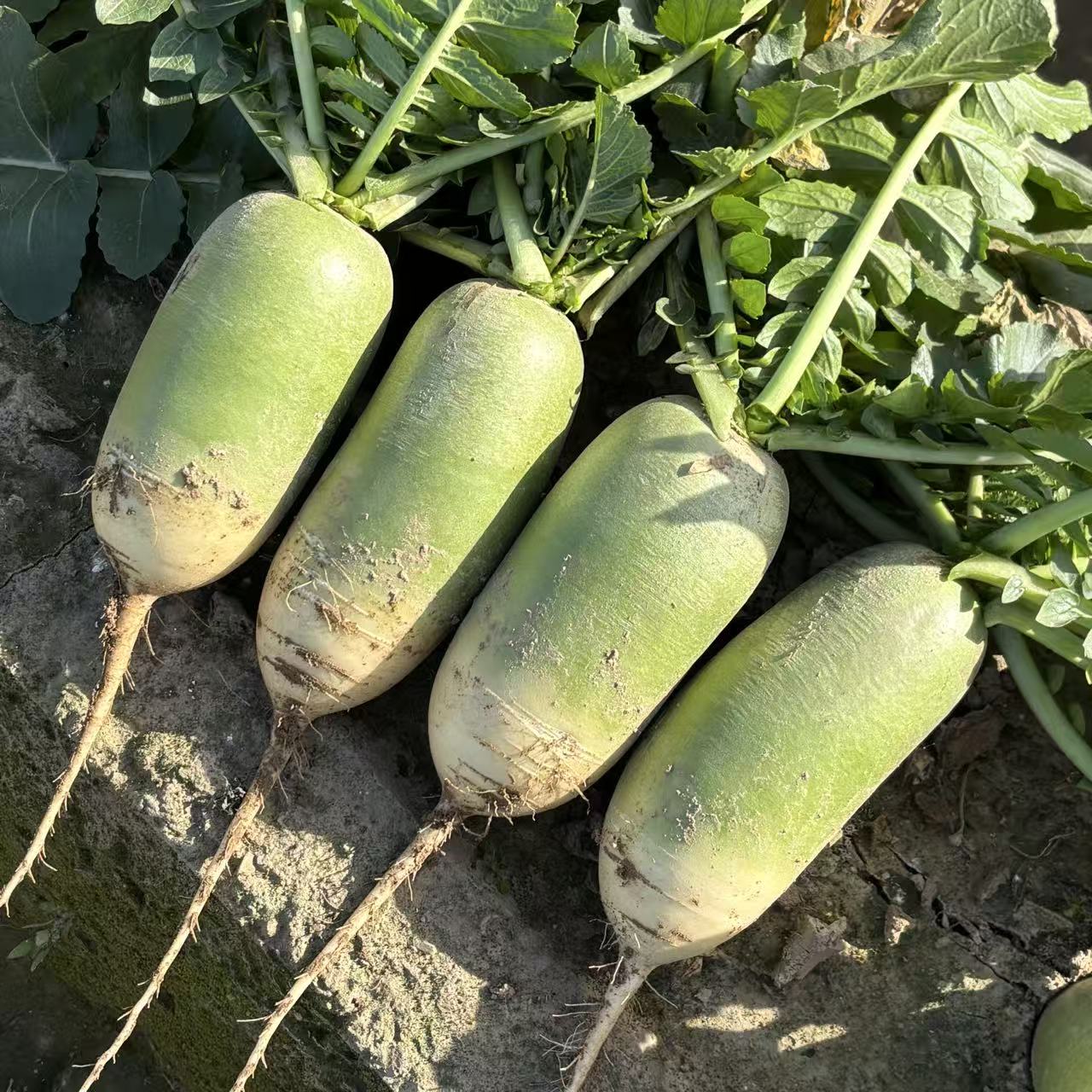 河南青萝卜辣萝卜小萝卜头晒萝卜干新鲜萝卜应季蔬菜腌菜萝卜丝