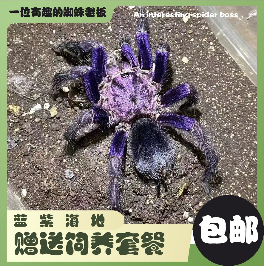 蓝紫海地大体型地栖类蜘蛛