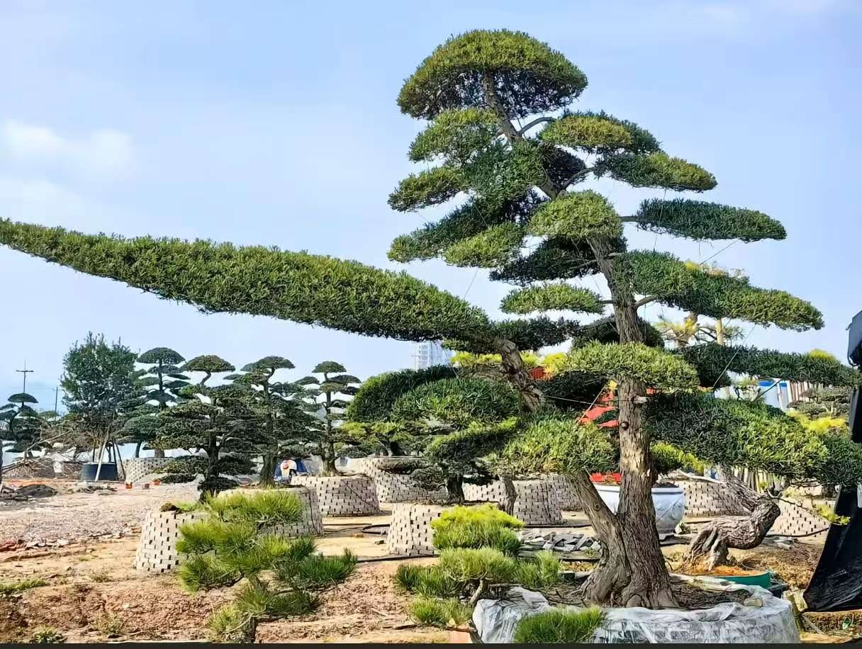 一物一拍罗汉松地景