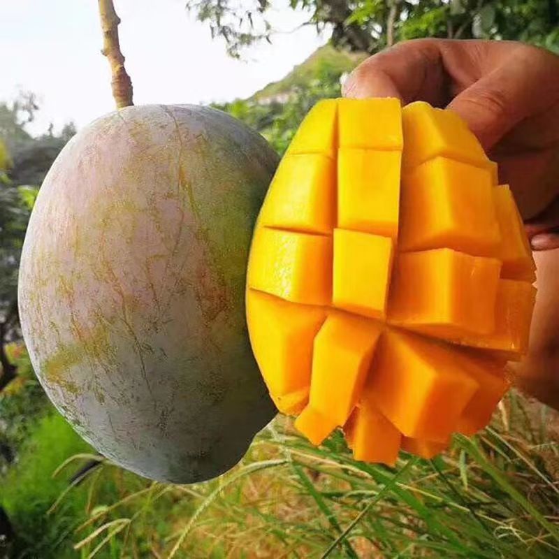 【催熟后食用 】攀枝花凯特芒果新鲜水果产地现摘现发