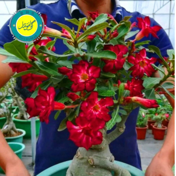 沙漠玫瑰盆栽进口10粒种子قۇملۇقئەتىرگۈل10دانچەئۇرۇقى室内包邮