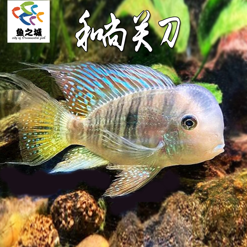 和尚关刀食土鲷南美慈鲷活体清洁鱼白子关刀鱼热带淡水观赏鱼草缸
