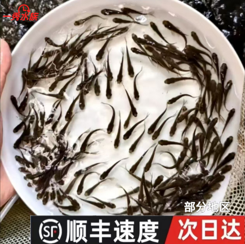 饲料鱼活体鱼喂龙鱼喂乌龟饲料优质口粮喂桂鱼鲈鱼各种观赏鱼专用