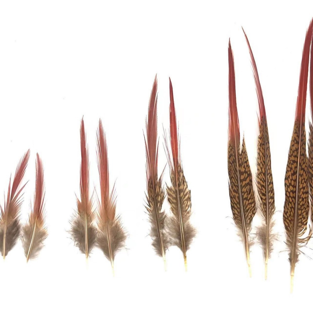 厂家现货亚马逊专供5-30cm锦鸡尖毛鸡毛DIY装饰品配件羽饰大羽毛