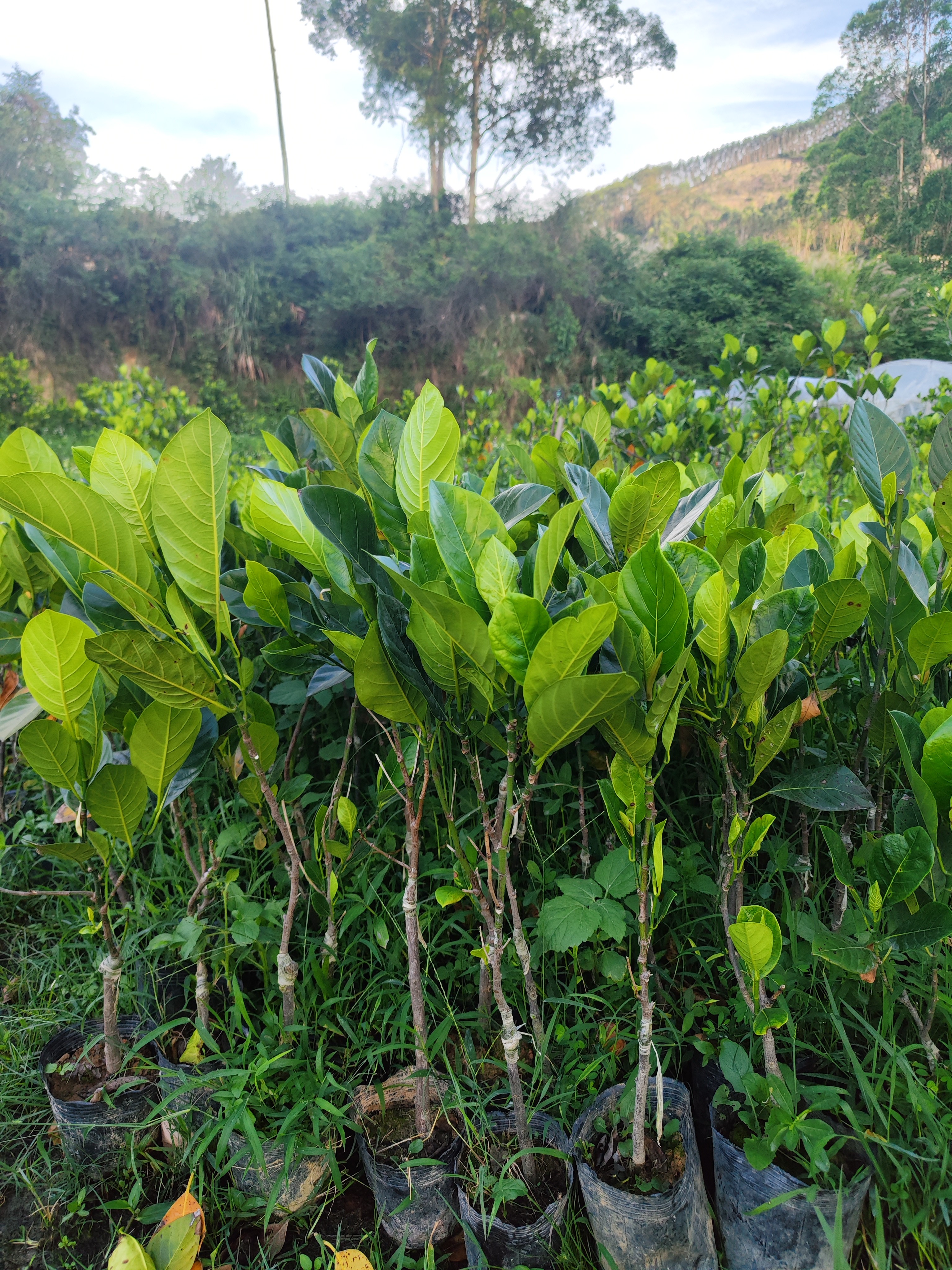 绿植园艺 盆栽 马来西亚J33菠萝蜜小苗