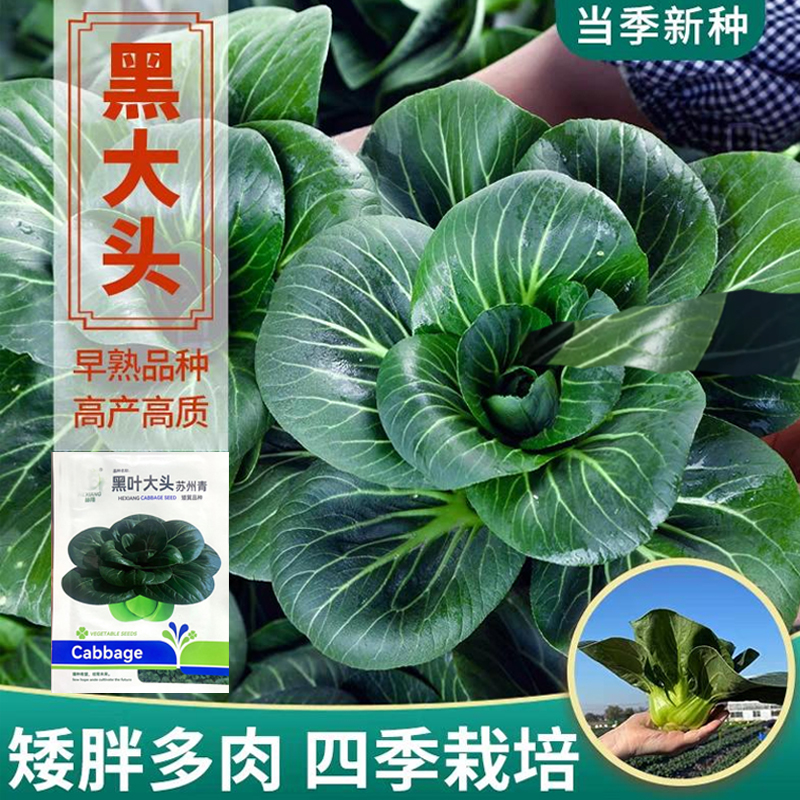 【下单就发3包】黑大头苏州青青梗菜种子适合阳台庭院四季种植耐寒