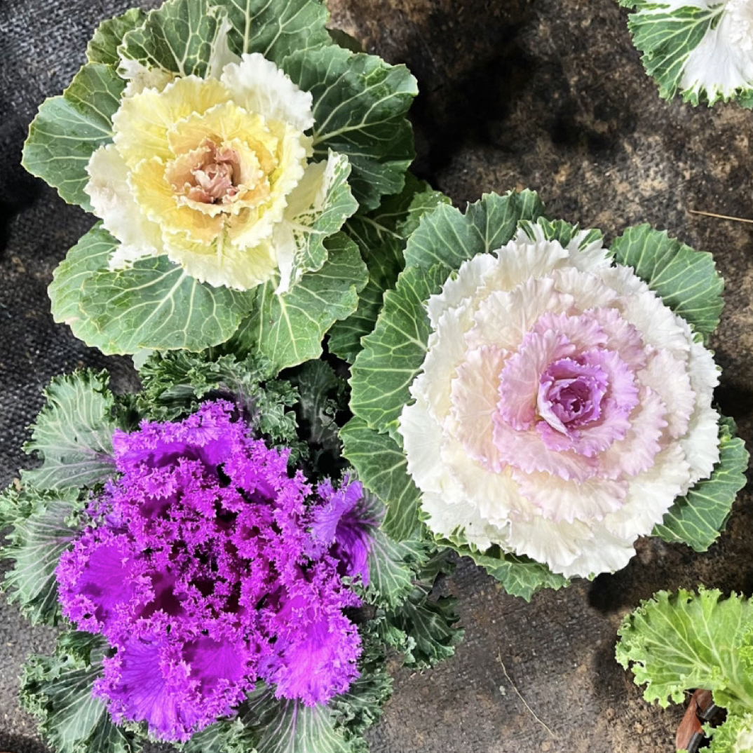 羽衣甘蓝耐寒耐晒多年生易养观叶植物适合阳台庭院