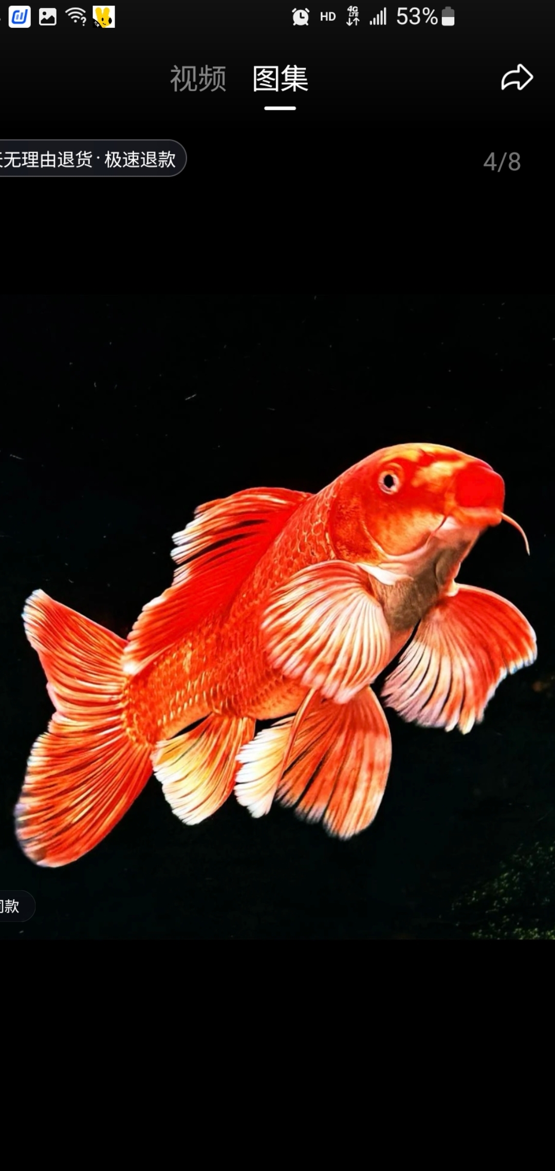 精品红色蝴蝶鲤观赏鱼不分耐活公母（配增艳灯观赏）