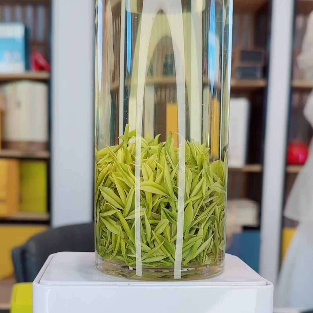 【高山头春头采V98-2】2025新茶安吉白茶高山原产地明前枫璟白茶