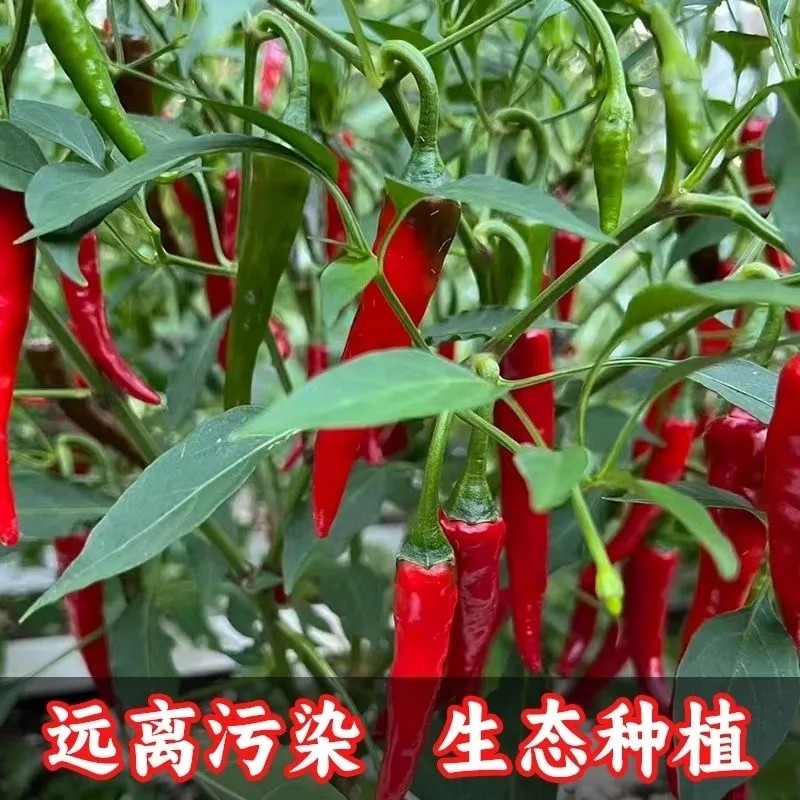 樟树红辣椒适合做各种辣椒酱,剁椒酱,豆瓣酱或者腌制酸辣椒泡椒