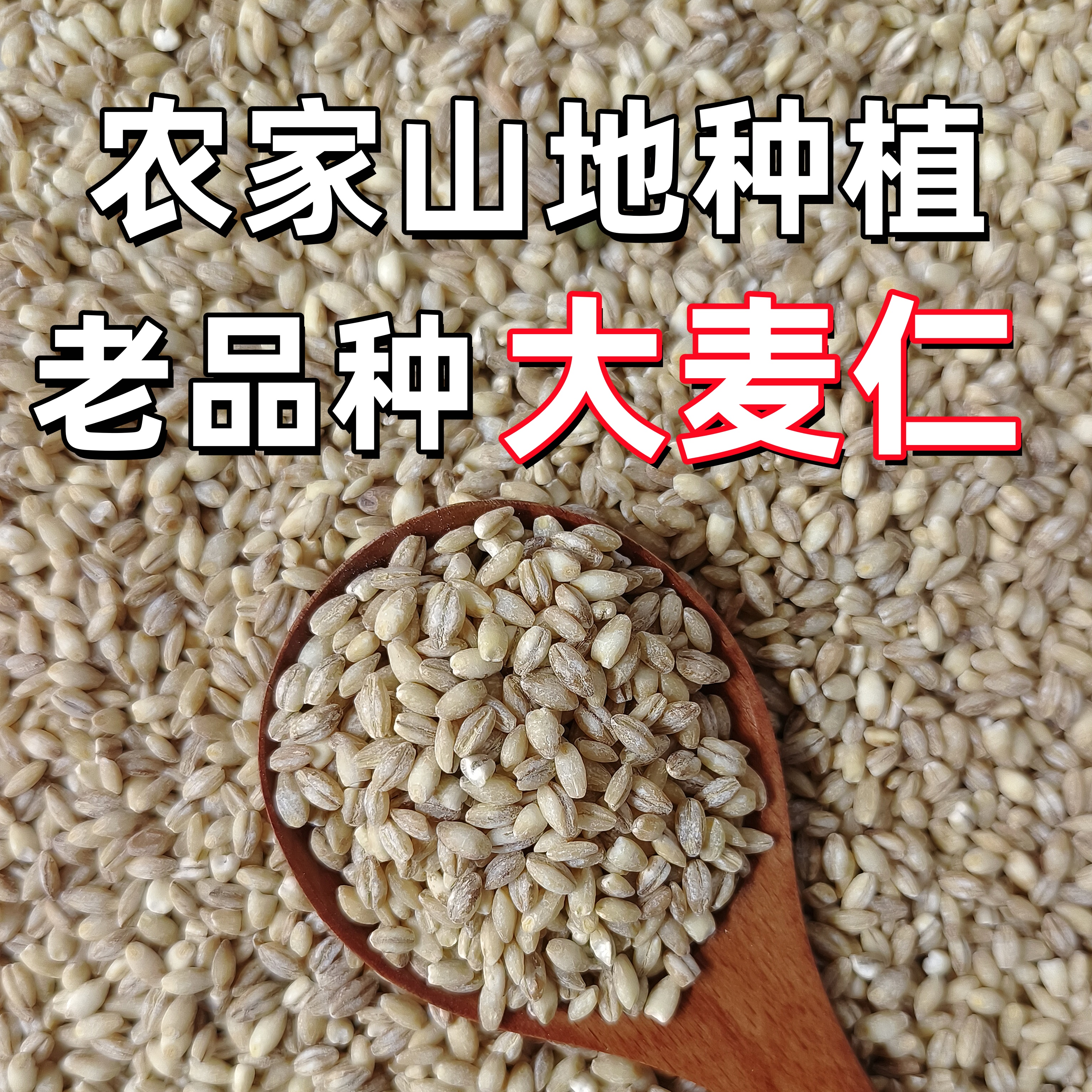 【25年新麦仁】精选大麦仁正宗农家自种天然健康熬粥粗粮早餐营养粥