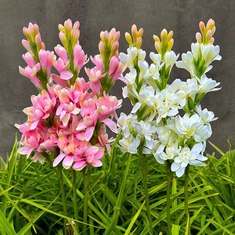 晚香玉种球重瓣大花球根夜来香浓香型多年生切花庭院阳台花卉种球