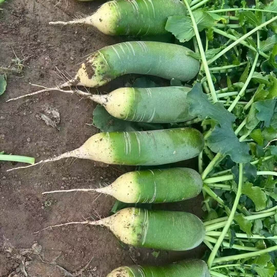 正宗水果萝卜潍坊甜脆水果型青萝卜新鲜生吃青凤梨潍县冰淇淋罗卜