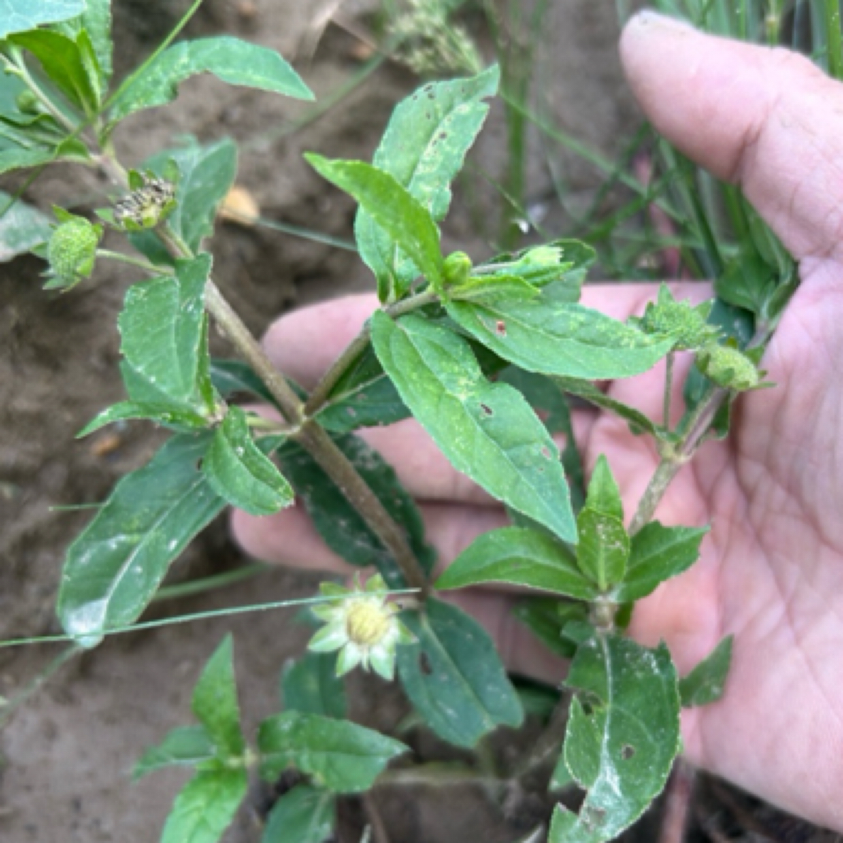 广东墨旱莲苗 墨莲草旱莲草墨水草乌心草包土发货