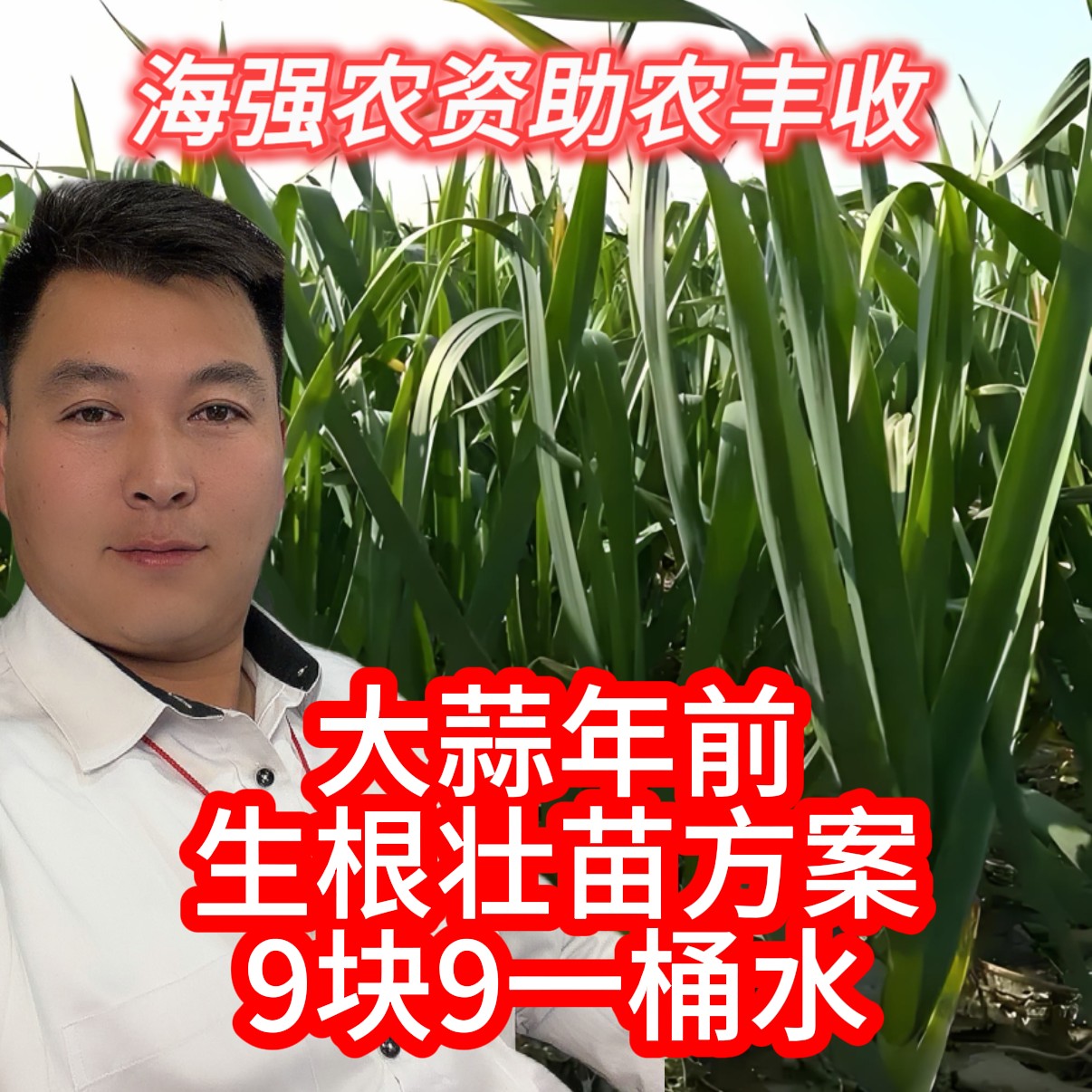 蒜年前生根壮苗营养方案