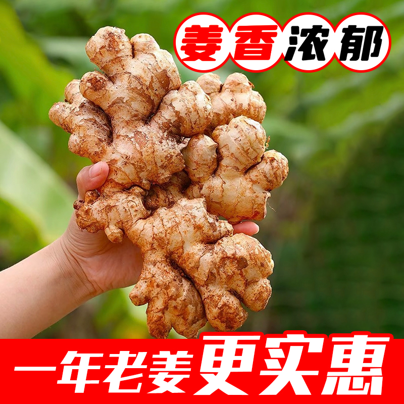 【5斤一年老姜巨划算】贵州小黄姜生姜高山老姜土姜月子姜黄姜批发