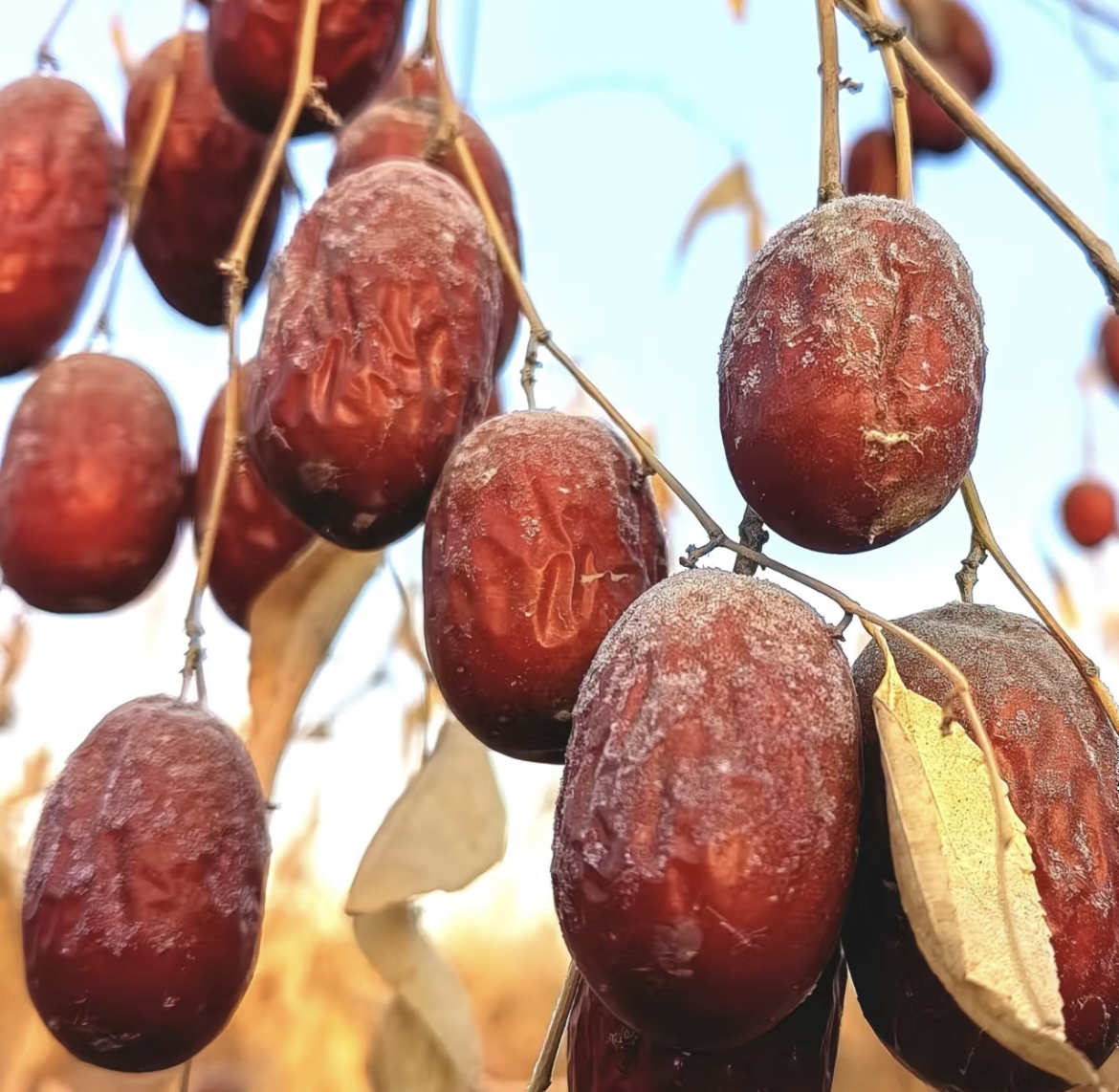 【河南郑州仓发货】新疆若羌灰枣 未清洗原生态核小皮薄包邮