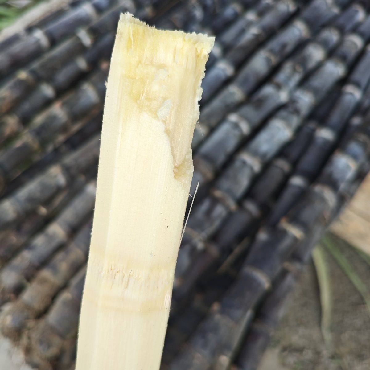 云南德宏黑皮甘蔗德宏当季脆甜多汁甘蔗新鲜发货自家种植