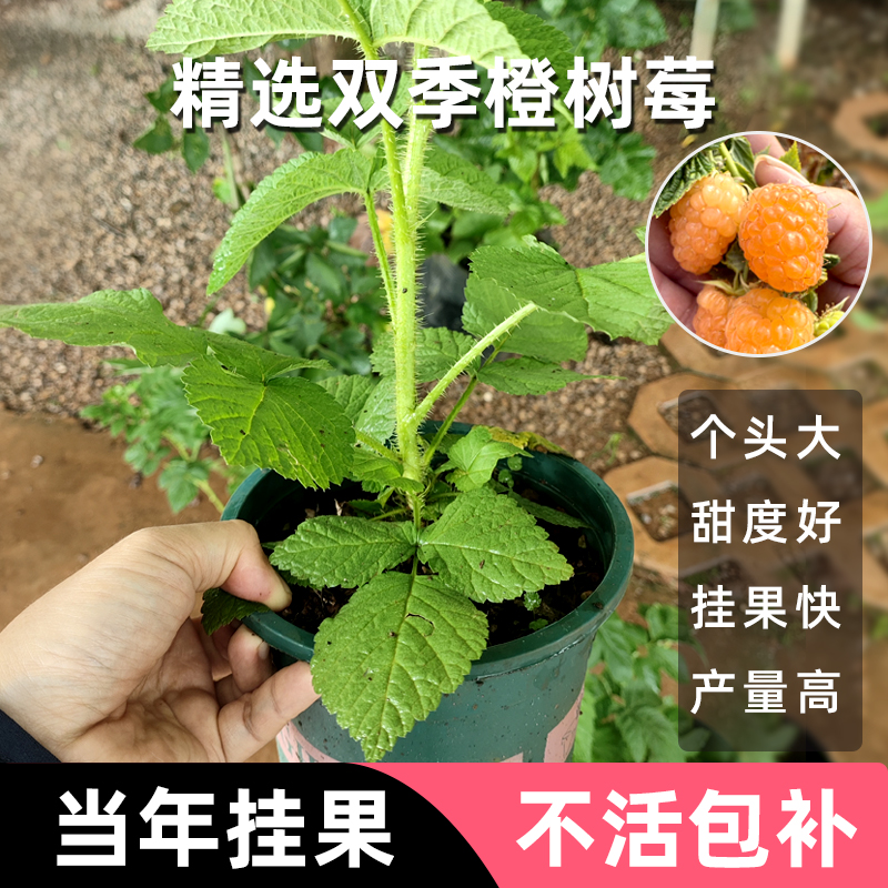 【橙树莓盆栽】双季橙树莓高产纯甜可盆栽可地栽锁莓覆盆子成活率高