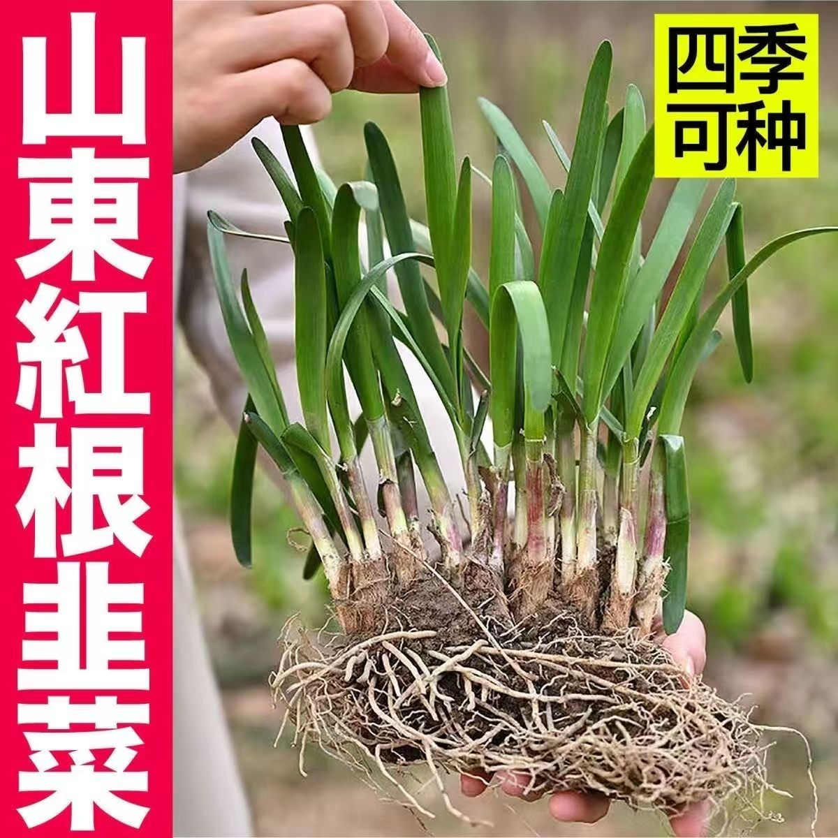 【基地现挖】韭菜根紫根四季宽香叶韭菜根盆栽植物室内阳台小院好养
