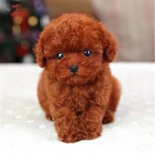 泰迪幼犬纯种3个月超萌香槟泰迪灰色泰迪棕色公主贵宾犬便宜现货