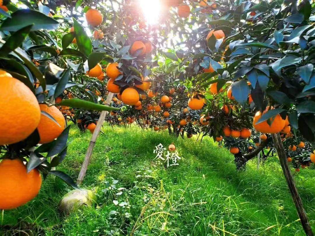 正宗四川丹棱爱媛38号果冻橙橘子新鲜香甜薄皮水果手剥橙子