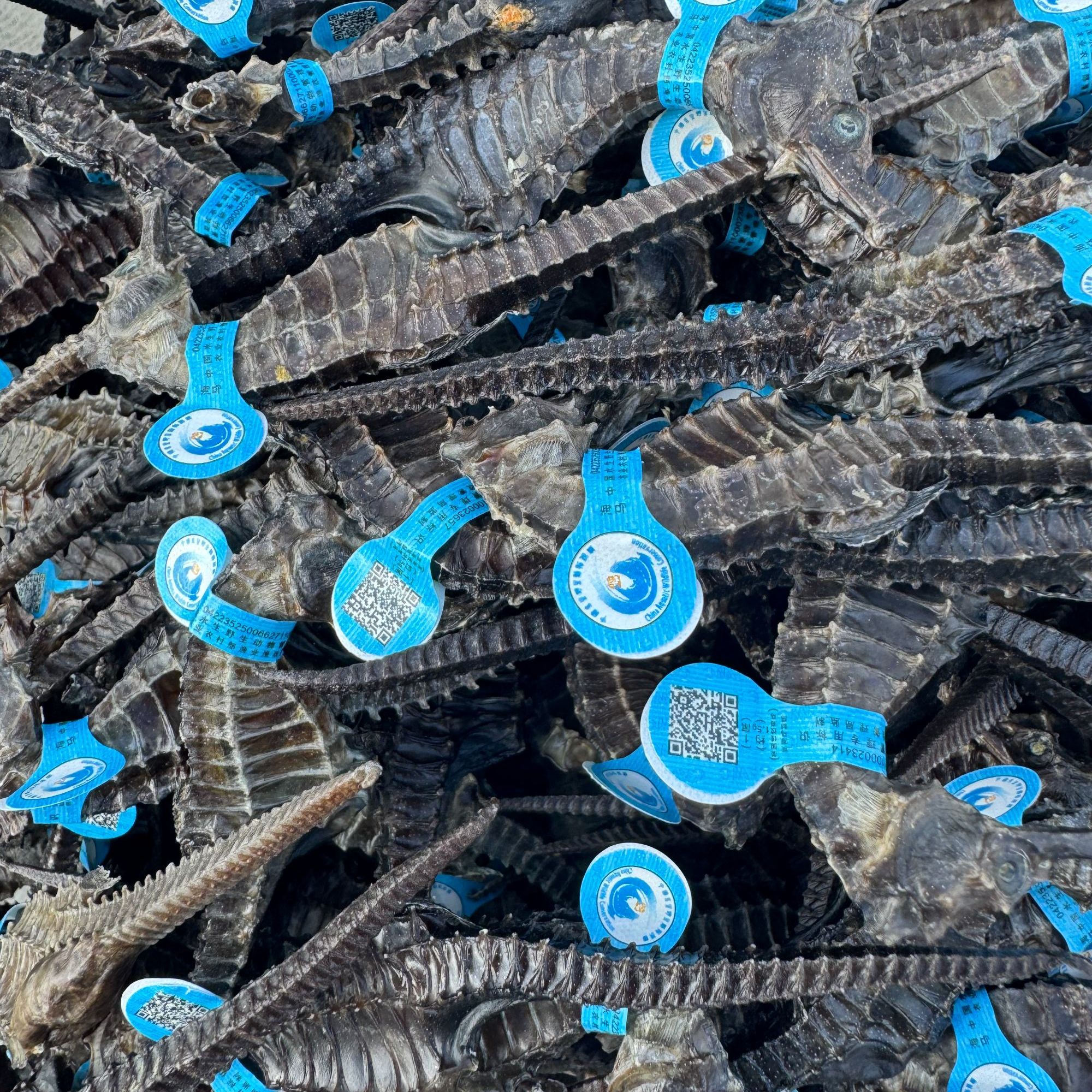 深海溯源码正品海马夫妻小朋友煲汤组合