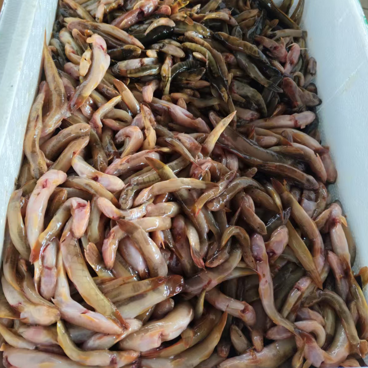 红尾巴鱼500克装顺丰包邮（生鲜不支持退货）