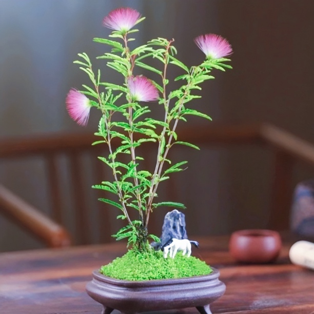 红花粉花四季开花姬合欢盆栽苗网红绿植物室内阳台景观花卉盆景草