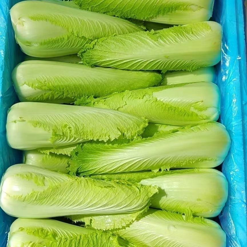 顺丰包邮新鲜龙芽菜宁夏供港龙牙白菜龙牙菜长白菜包心菜白菜