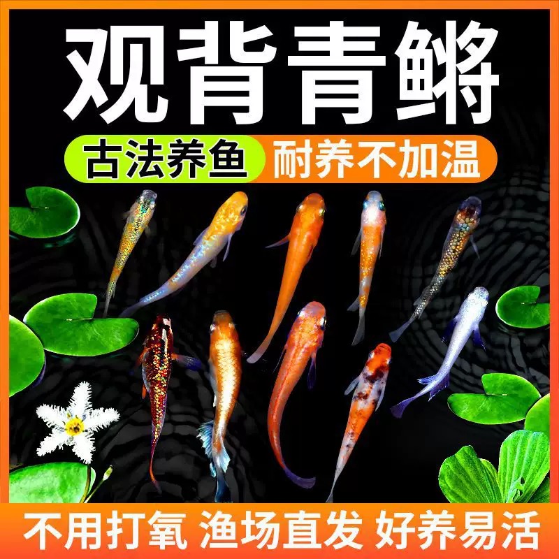 观背青鳉冷水鱼迷你观赏鱼好养耐活免打氧魔法星光小型锦鲤