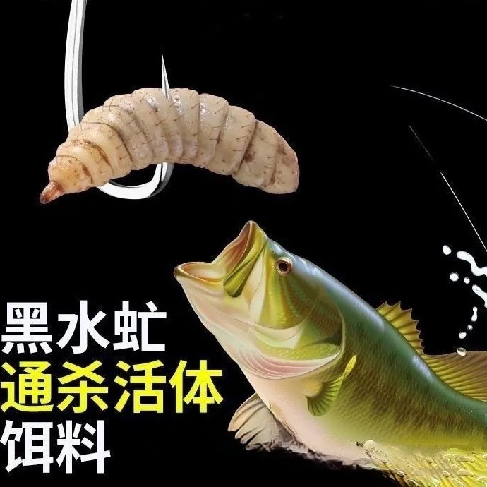 黑水虻高蛋白鲜活野钓活饵钓鱼虫罗非翘嘴鲫鲤黄辣丁通钓饵