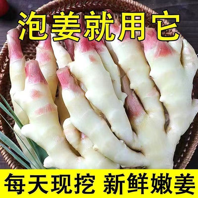 【特价抢5斤】正宗红芽嫩姜农家自种生姜嫩姜可泡姜嫩仔姜姜芽批发