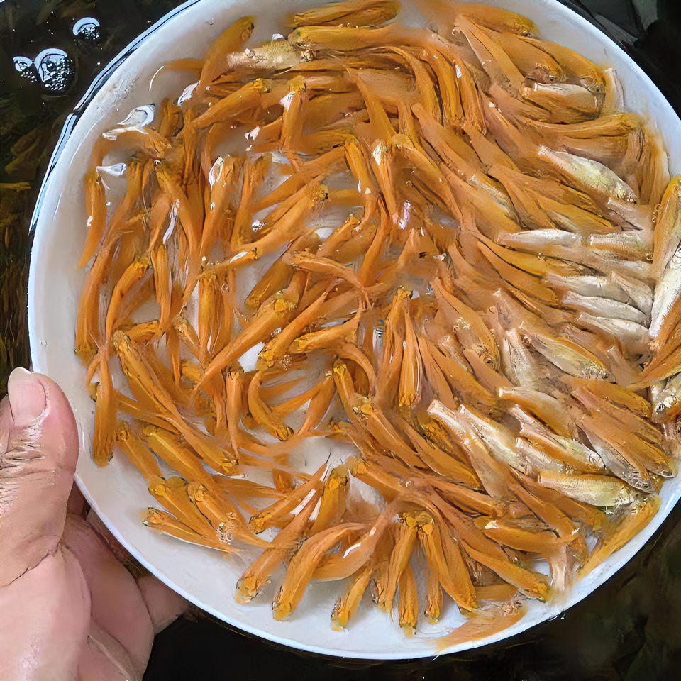 优质金草鱼苗金丝草鱼红草鱼金草鱼养殖放养食用和观赏鱼渔场直发