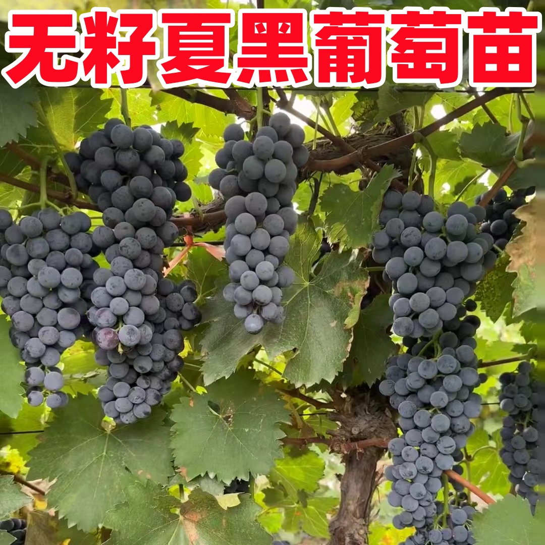 夏黑葡萄苗南北方种植地载庭院嫁接苗爬藤耐寒果树苗四季当年结果