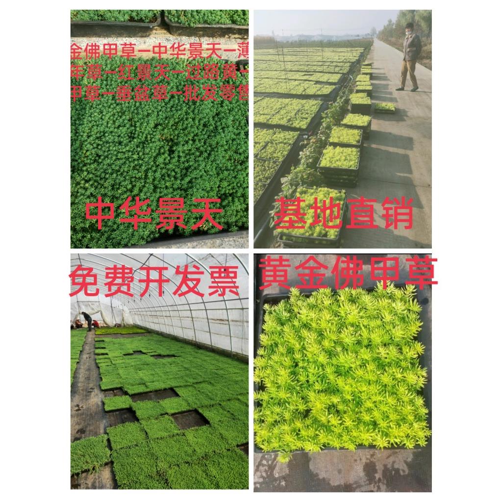 薄雪万年草中华景天黄金佛甲草垂盆草四季常青屋顶绿化苗多肉植物