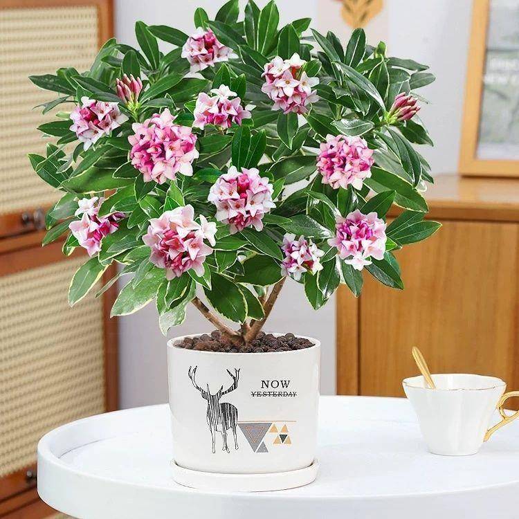 金边瑞香四季花卉盆招财栽耐寒盆景绿植树苗盆栽室内年宵花好养活