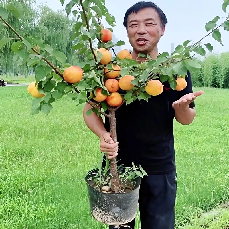 杏树苗特大帝王杏子树苗大果香蜜杏盆栽地栽耐寒耐旱南北方种植