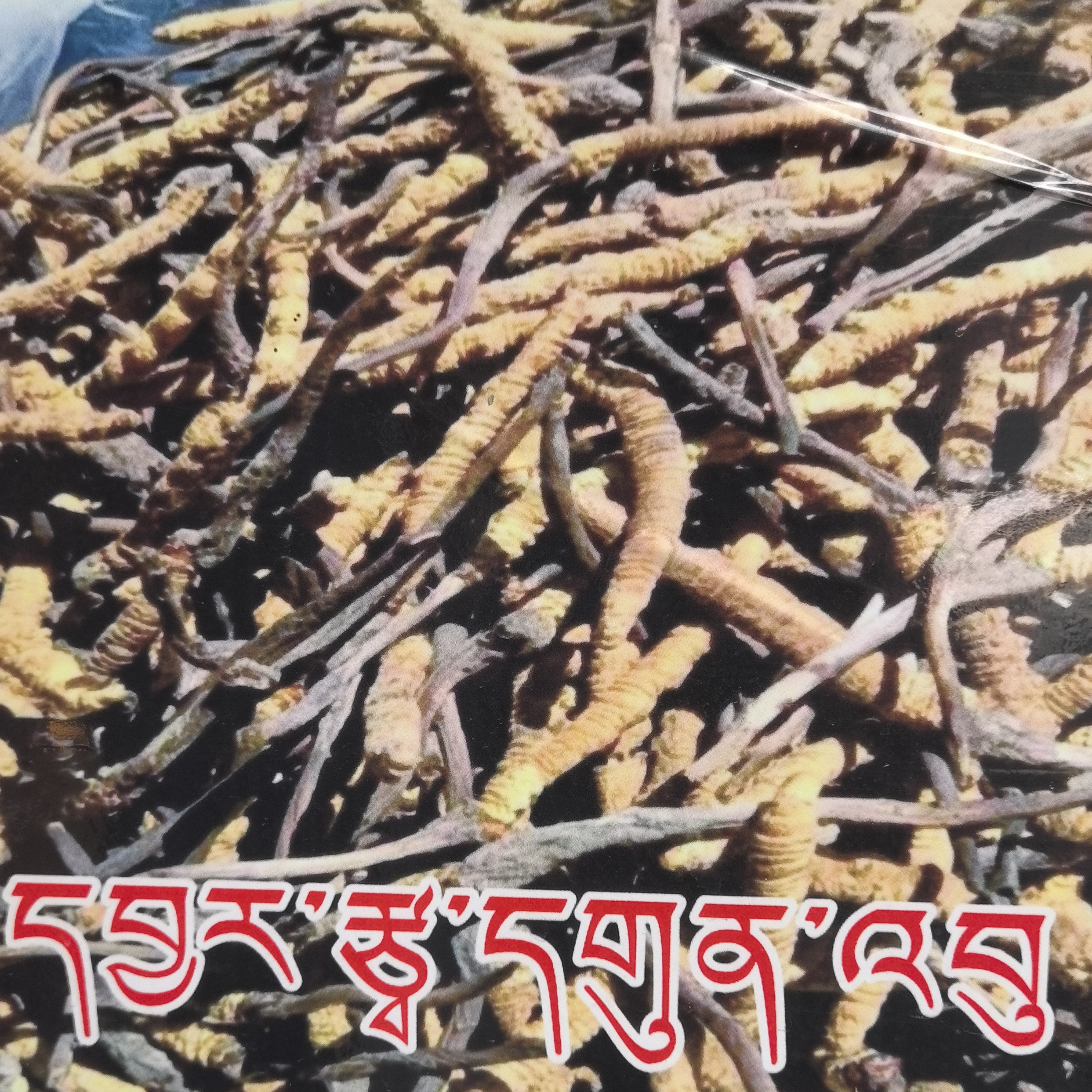 乌玛乡高海拔特色1根