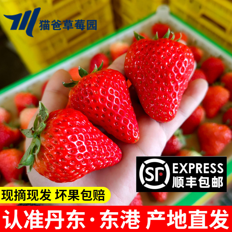 【现摘现发】正宗丹东九九草莓红颜99牛奶草莓产地直发顺丰空运包邮