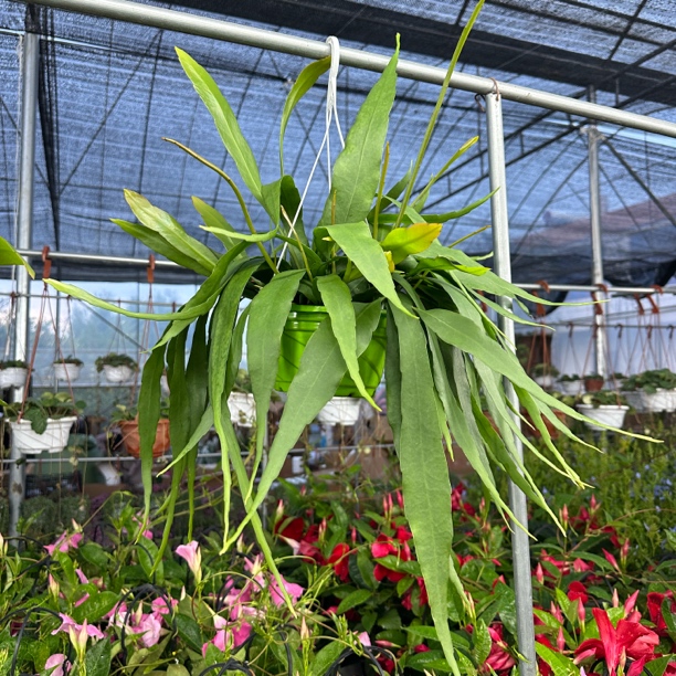 小叶昙花花卉盆栽室内阳台庭院四季好养易活植物